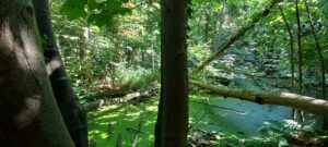 haagse bos wandeling haagse gravin