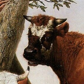 stier Potter Mauritshuis Den Haag